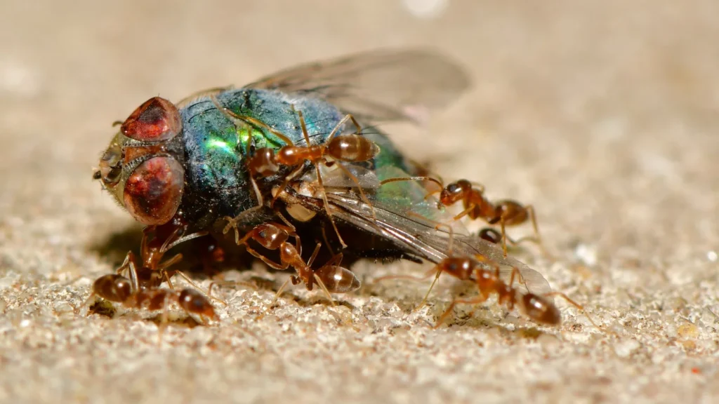 The Lifecycle of Common Household Pests Why Timing Matters in Pest Control