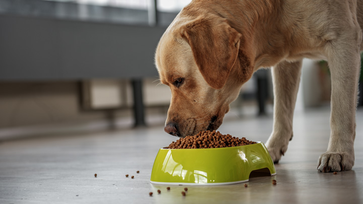 Building Healthy Eating Habits For Dogs What Every Pet Owner Should Know